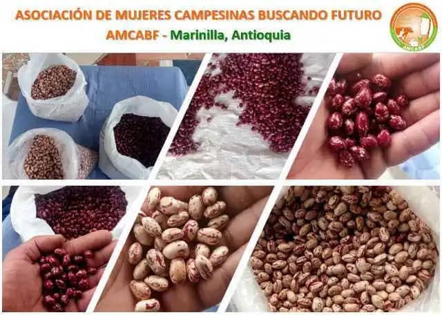 Frijol cargamanto blanco y rojo AMCABF X 1 Kg