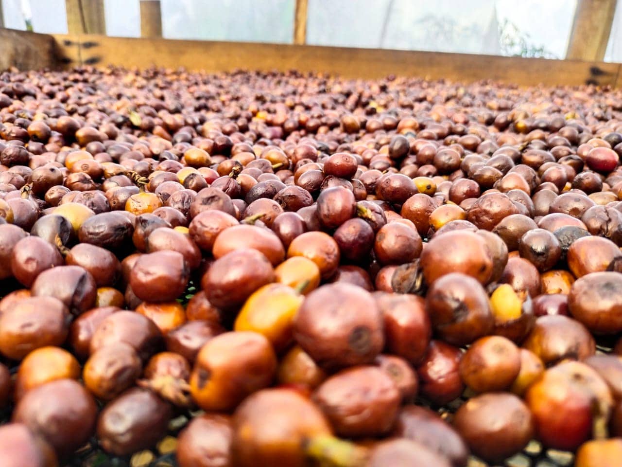 Café natural proceso de fermentación y secado en cereza