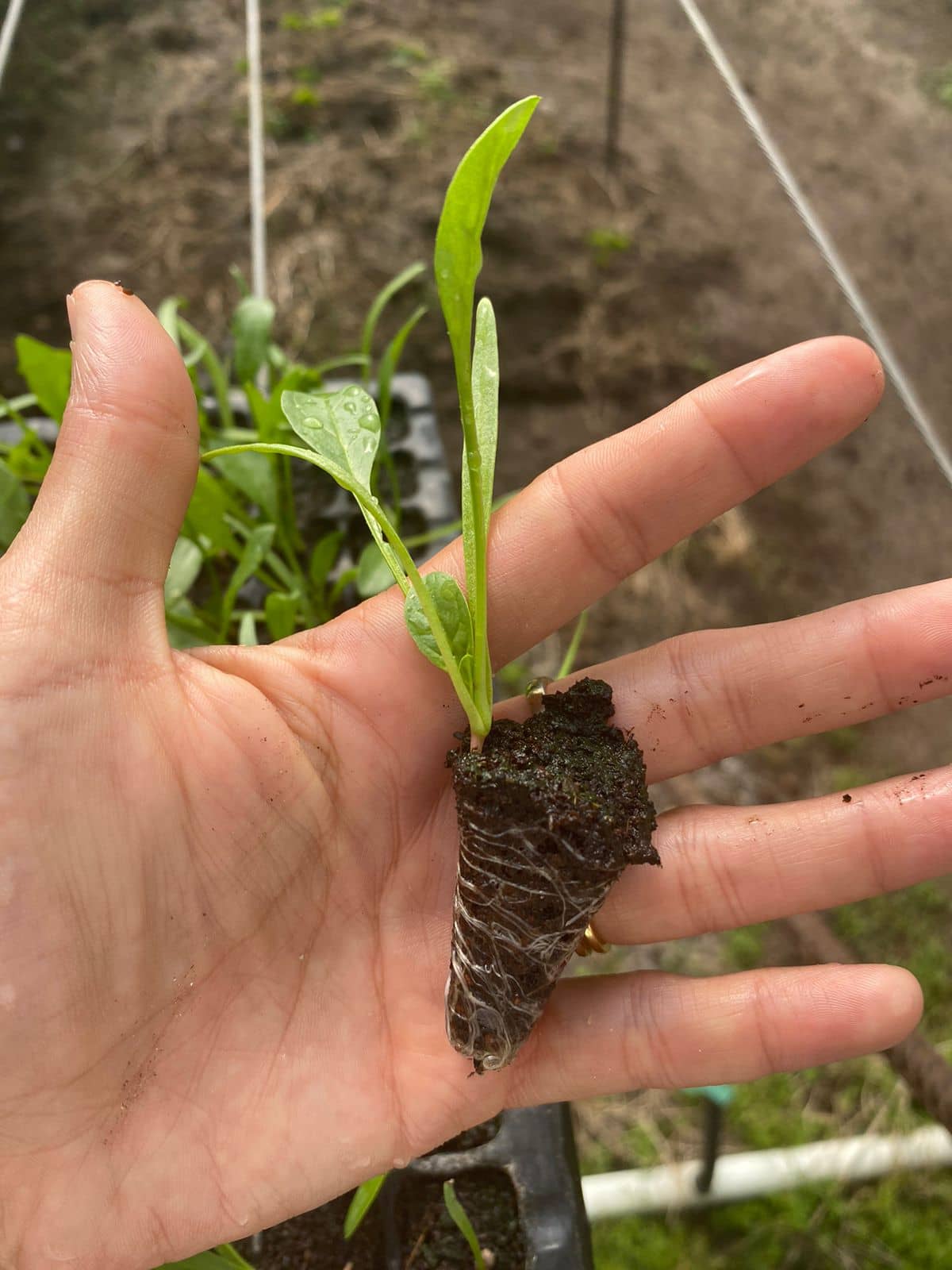 Plántula de Espinaca Bogotana