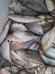 Pescado y mariscos Asopesnur por kg | Frescura garantizada