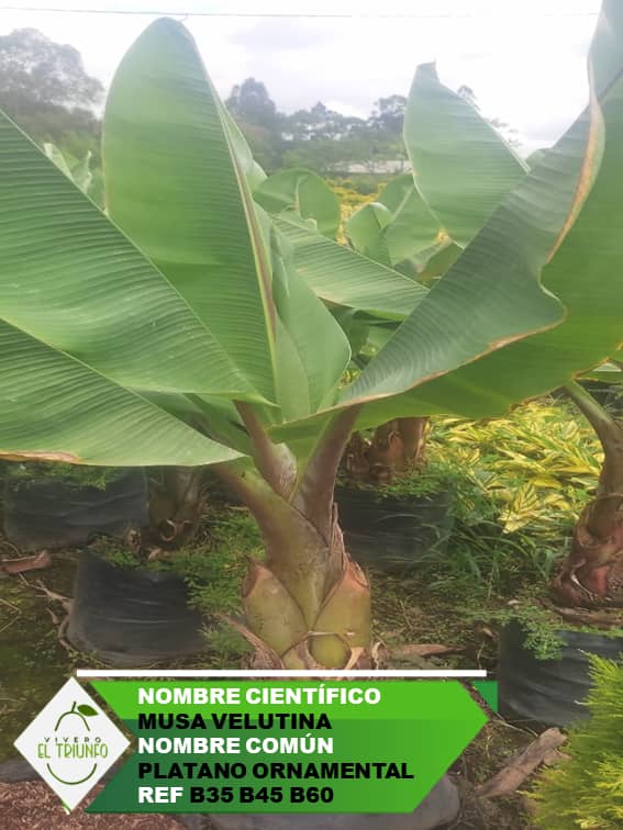 Plántula de Plátano Ornamental