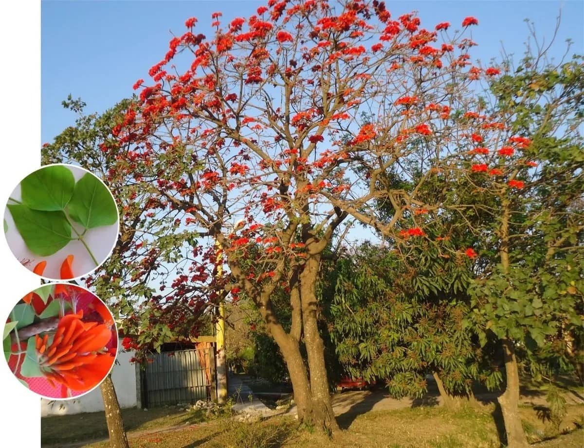 Semillas C谩mbulo Erythrina Fusca x 20gr