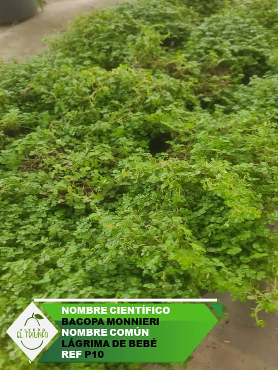 Plántula de Lagrima de Bebé