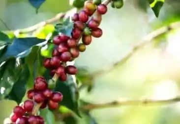 Venta de Café en grano de Urumita en bulto x 50 kg