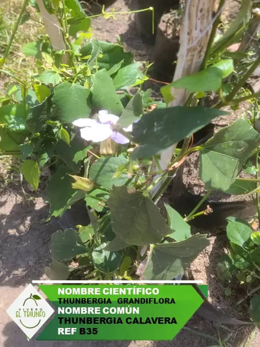 Plántula de Tumberquia Calavera | Croper, image size:850x1133