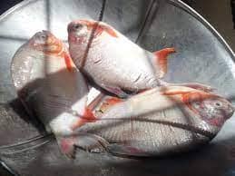 Cachama Pecho Rojo por kg | Frescura y calidad garantizada