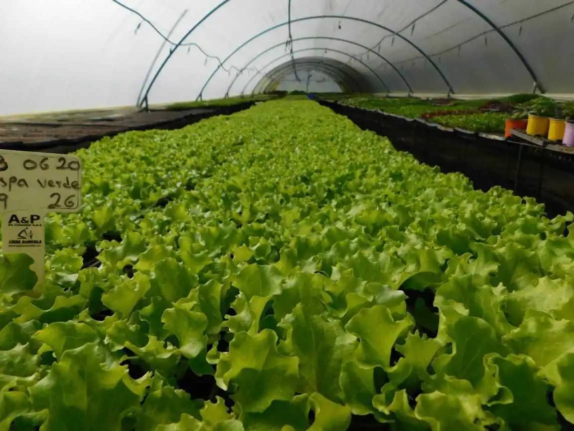 Plántula de Lechuga Crespa Verde: Cultivo Fresco y Saludable