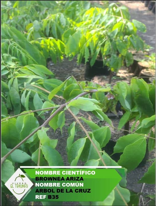 Plántula de Árbol de la Cruz