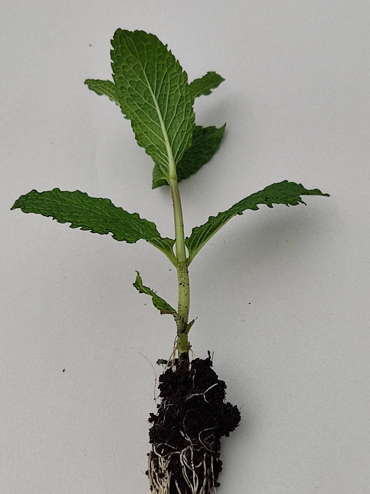 Pl ntula De Menta Croper