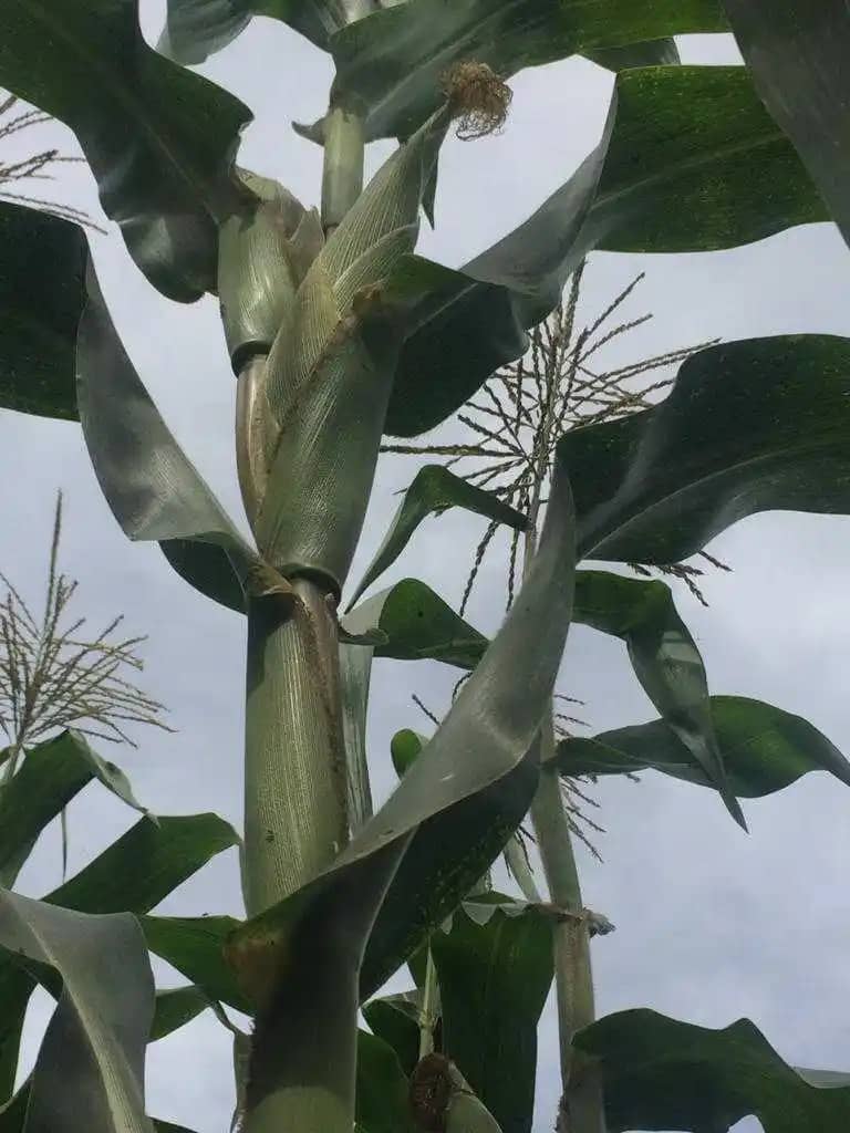 Venta de Maíz Jose Leandro Arbelaez