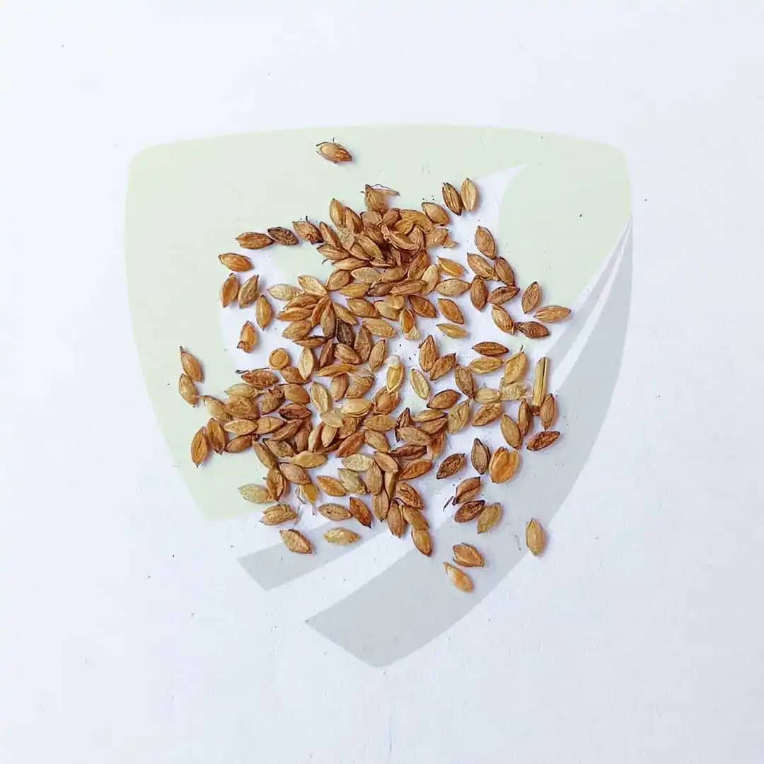 Pasto Brachiaria Humídicola CV Humídicola x 1kg