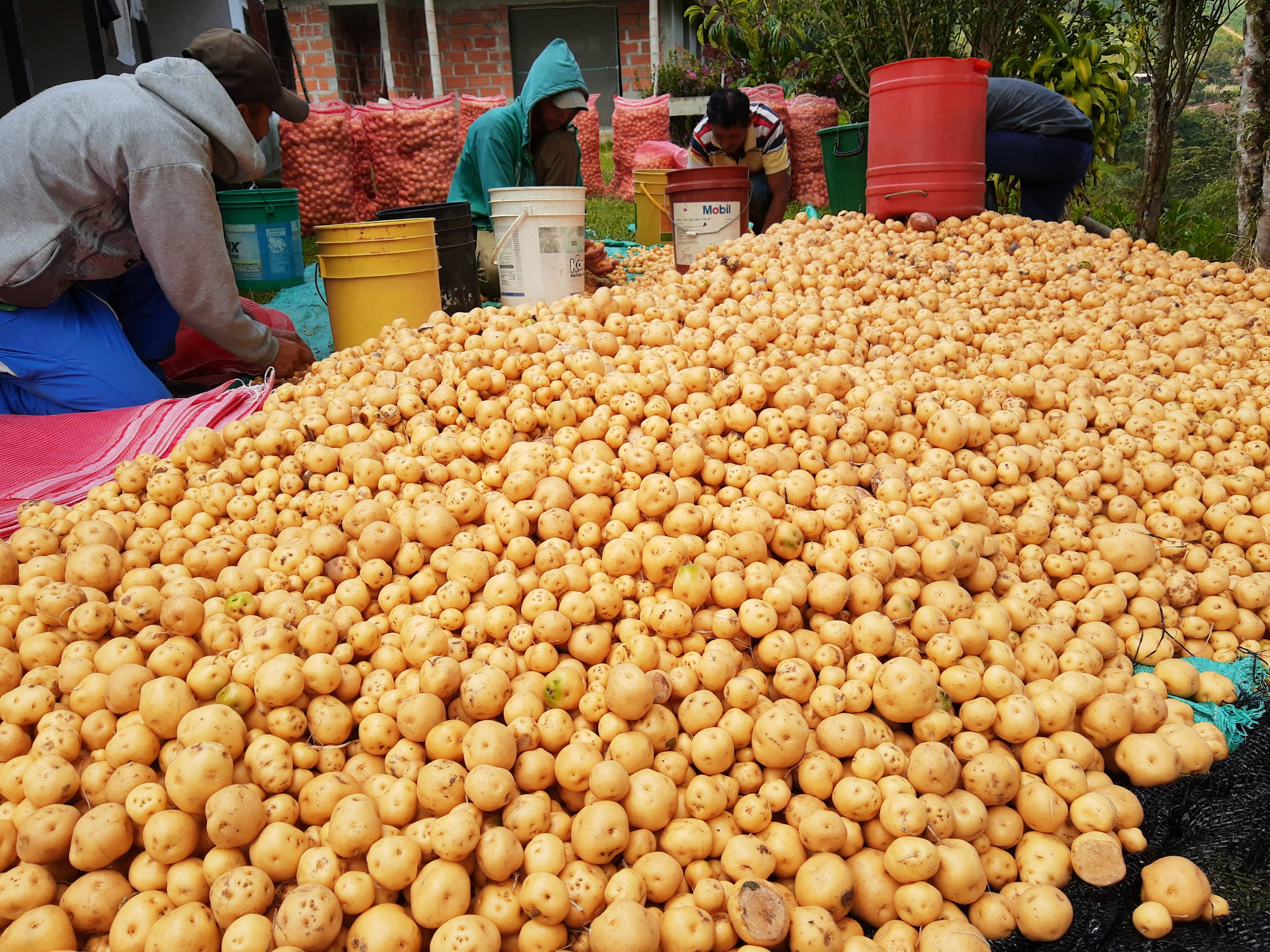 Venta de Papa criolla capira purace X 1 Kg