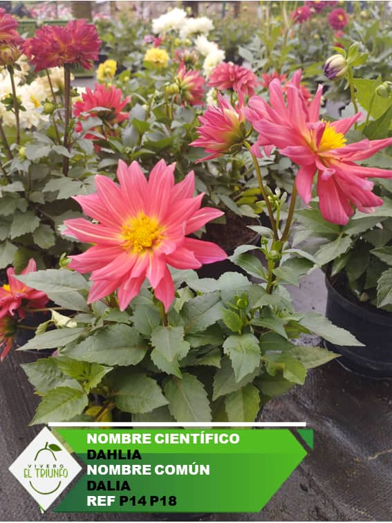 Plántula de Dalia | Croper