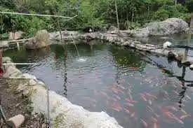 Pescado Asoc. de jóvenes agropecuario de Mutatá X 1 Kg