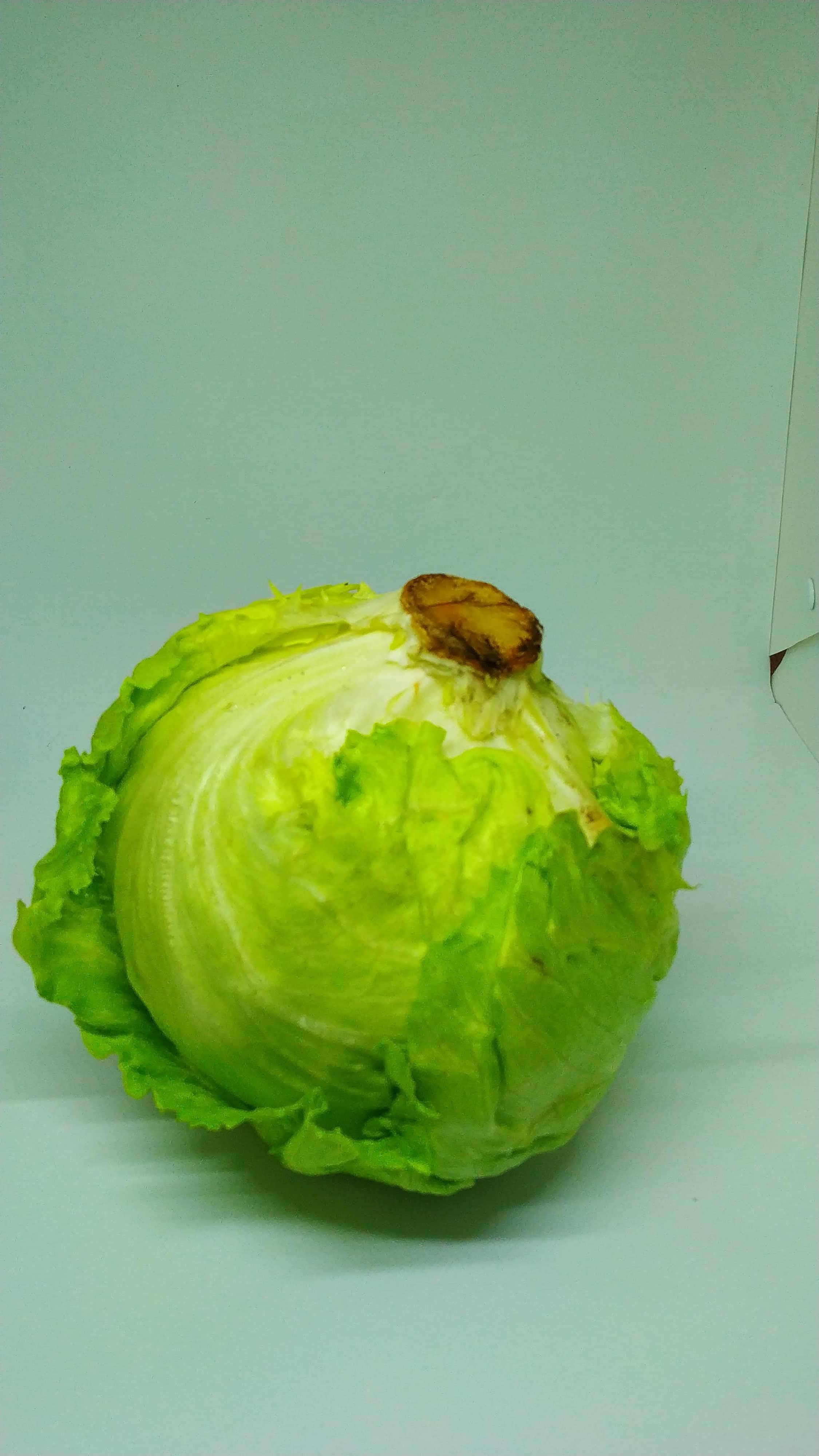 Lechuga Batavia Tipo Iceberg Colguard | Fresca, Crujiente y de Alta Calidad