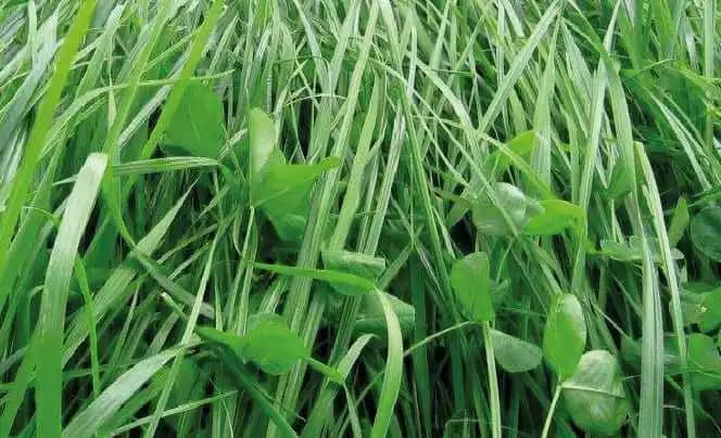 Semilla de Titan Blend Forage x 50 Lb