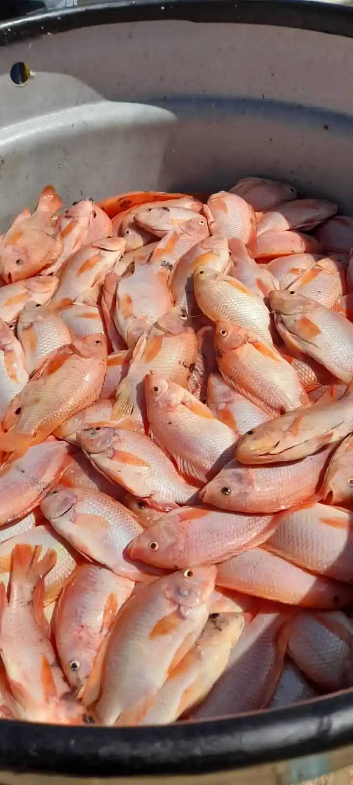 Venta de Tilapia Roja por kg | Frescura y calidad garantizada