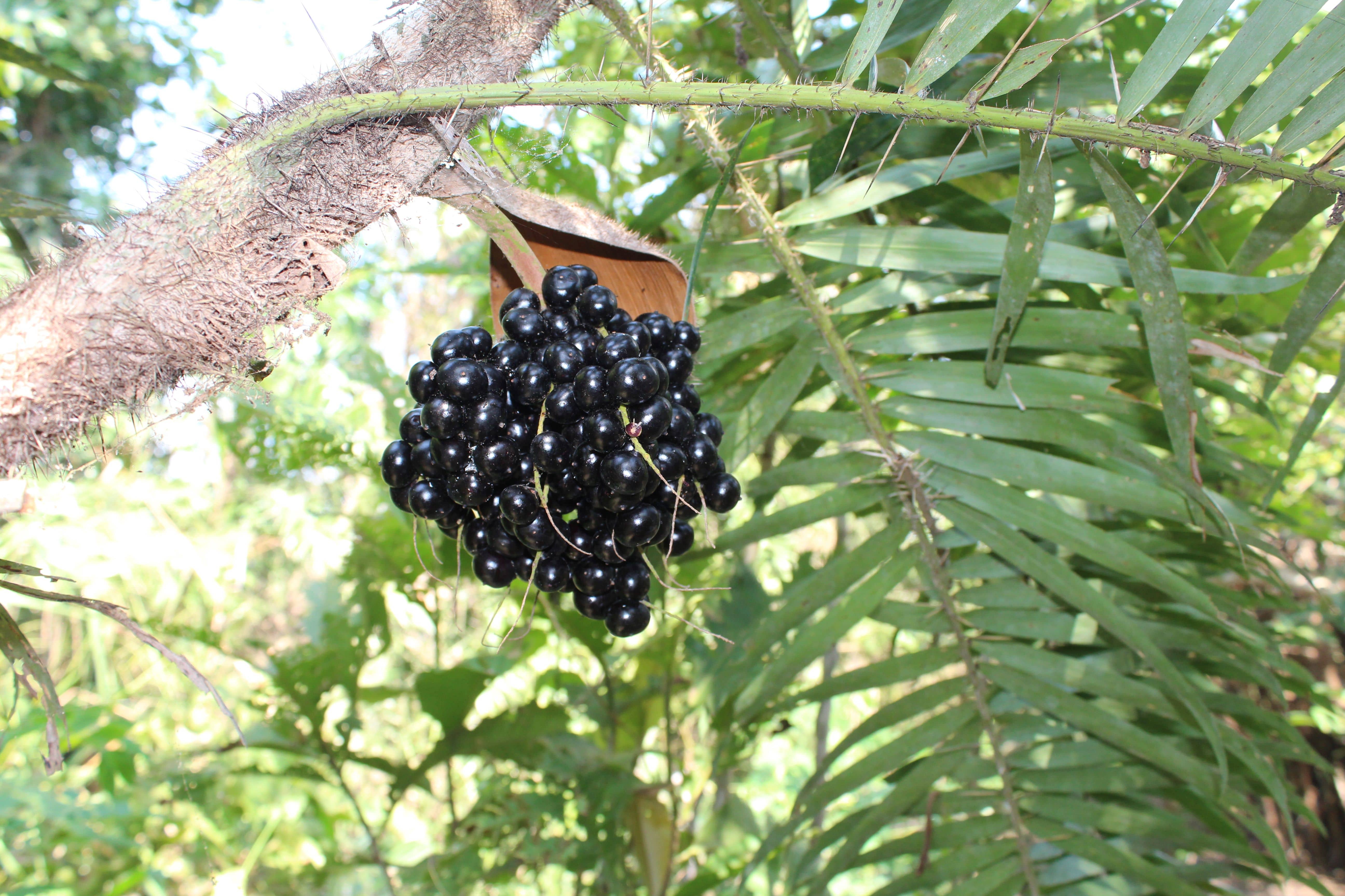 Corozo Colombiano x Kg – Fruta Natural y Versátil