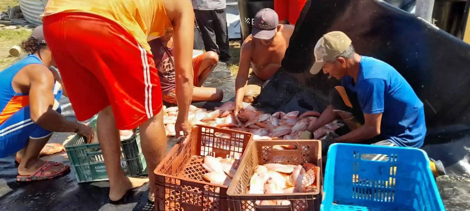 Venta de Tilapia Roja por kg | Frescura y calidad garantizada