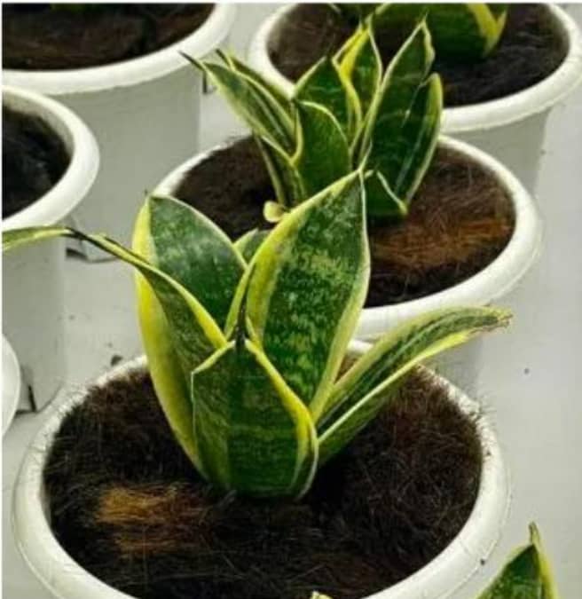 AgroPelo Disco para Materas 15cm x 4Und