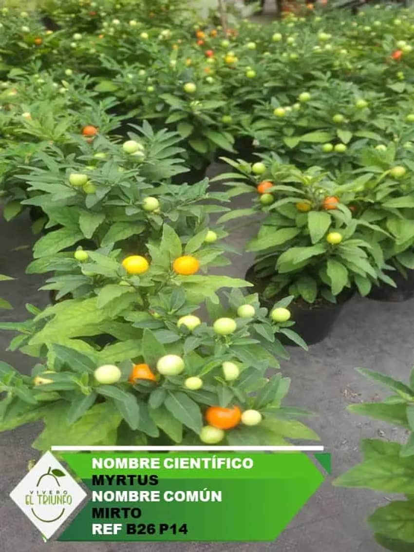 repensar los territorios y sus procesos de cuidado y defensa, image size:850x1133