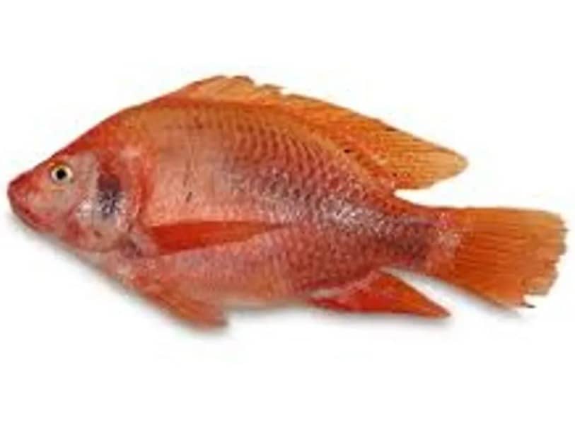 Pescado Tilapia Roja x Kg Croper