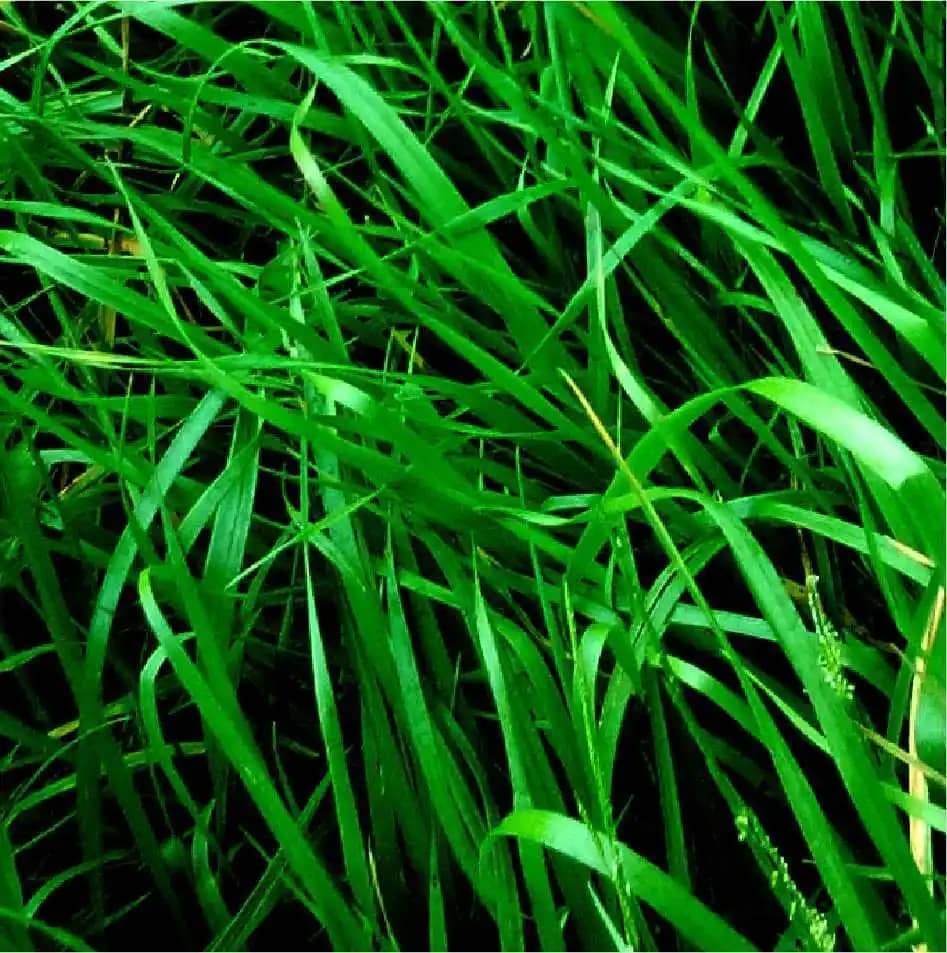 Semilla De Rye Grass Anual Baqueano x 25 Kg