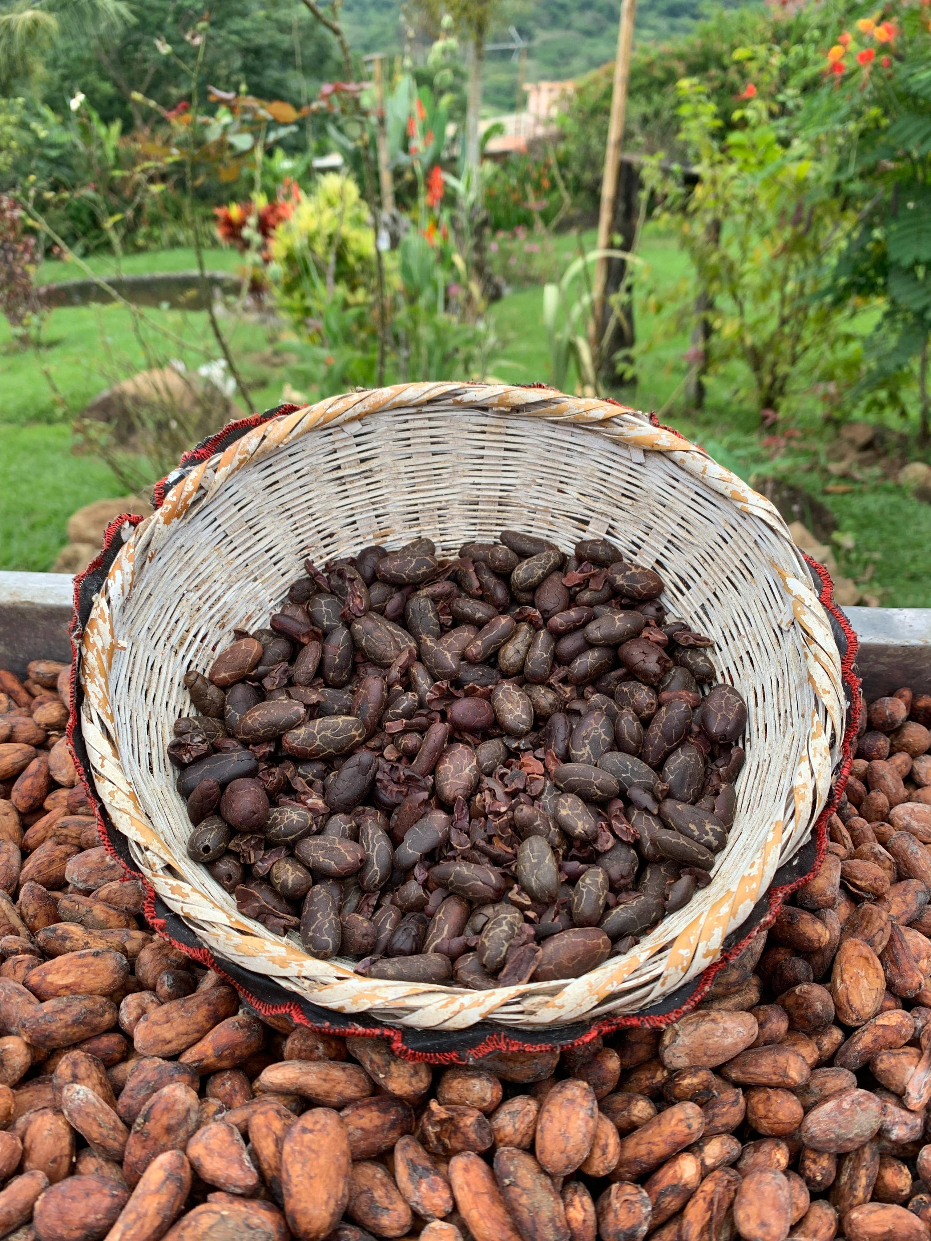 cacao en grano tostado