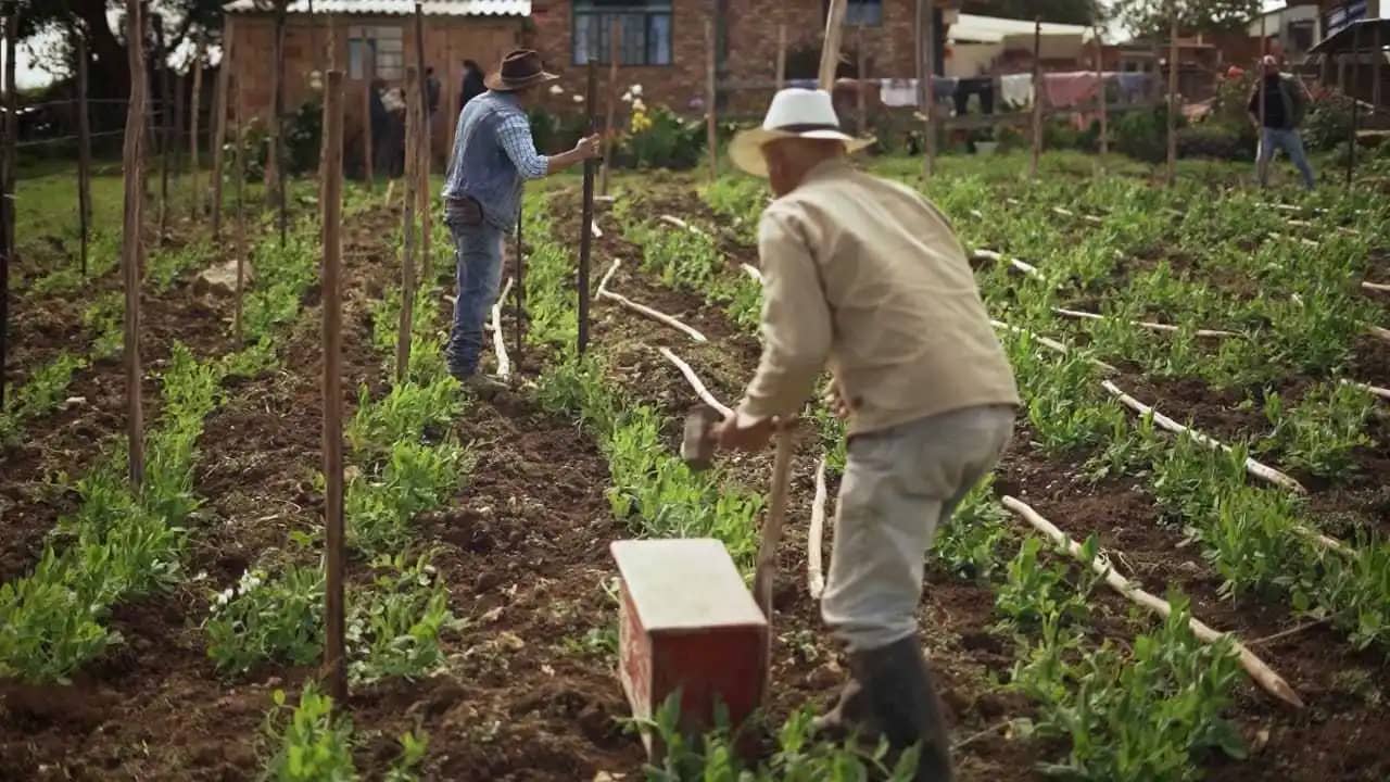 Venta de arveja 90% orgánica en bulto x 50 kg