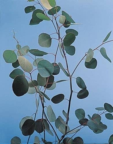 Semillas de Eucaliptus Silver Dolar