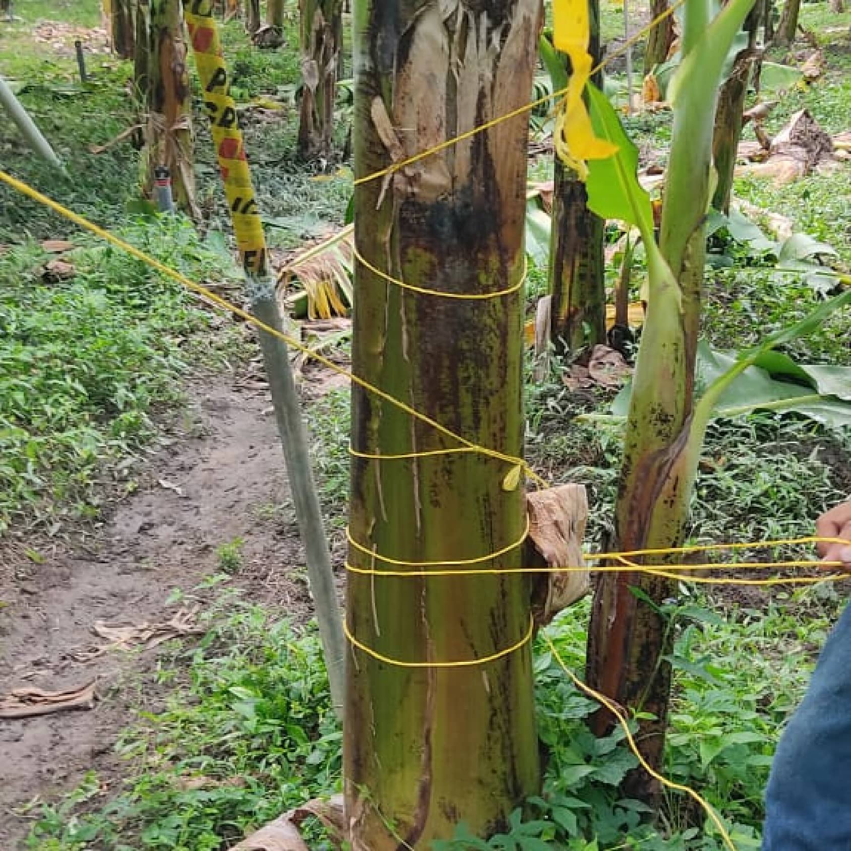 Soga Bananera 5K 18.000 Denier