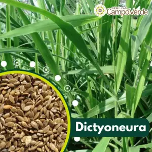 Semilla de pasto Brachiaria Llanero Dictyoneura – Pureza 95% 
