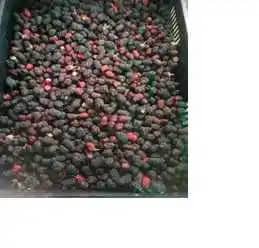 Mora Uva asosiberia Canastillas X 12 Kg