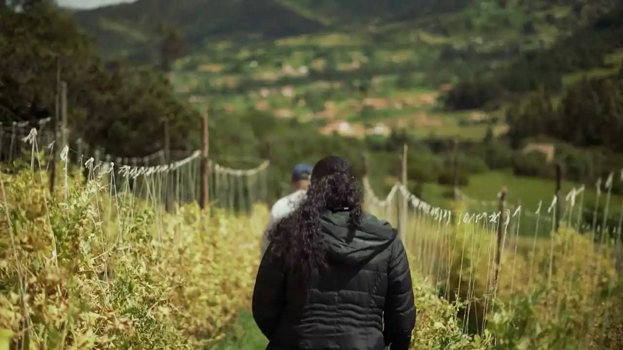 Venta de arveja 90% orgánica en bulto x 50 kg