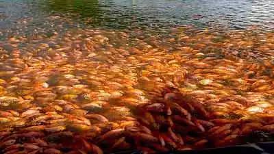 Alevinos de Tilapia Roja – Calidad y Rendimiento