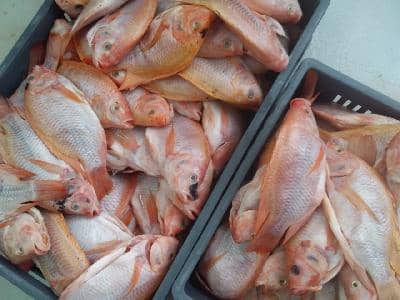 Cachama por kg | Frescura y calidad garantizada