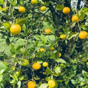 Limón común valluno