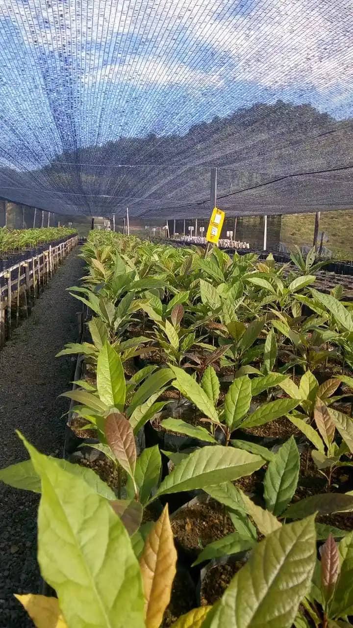 Pl谩ntula de Aguacate Hass - Monte Hass