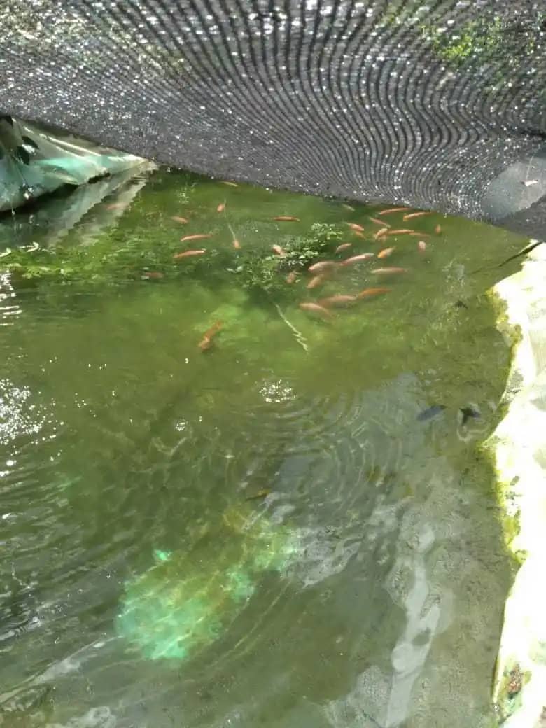 Venta de Pescado Tilapia Roja y Plateada X 2 Libras