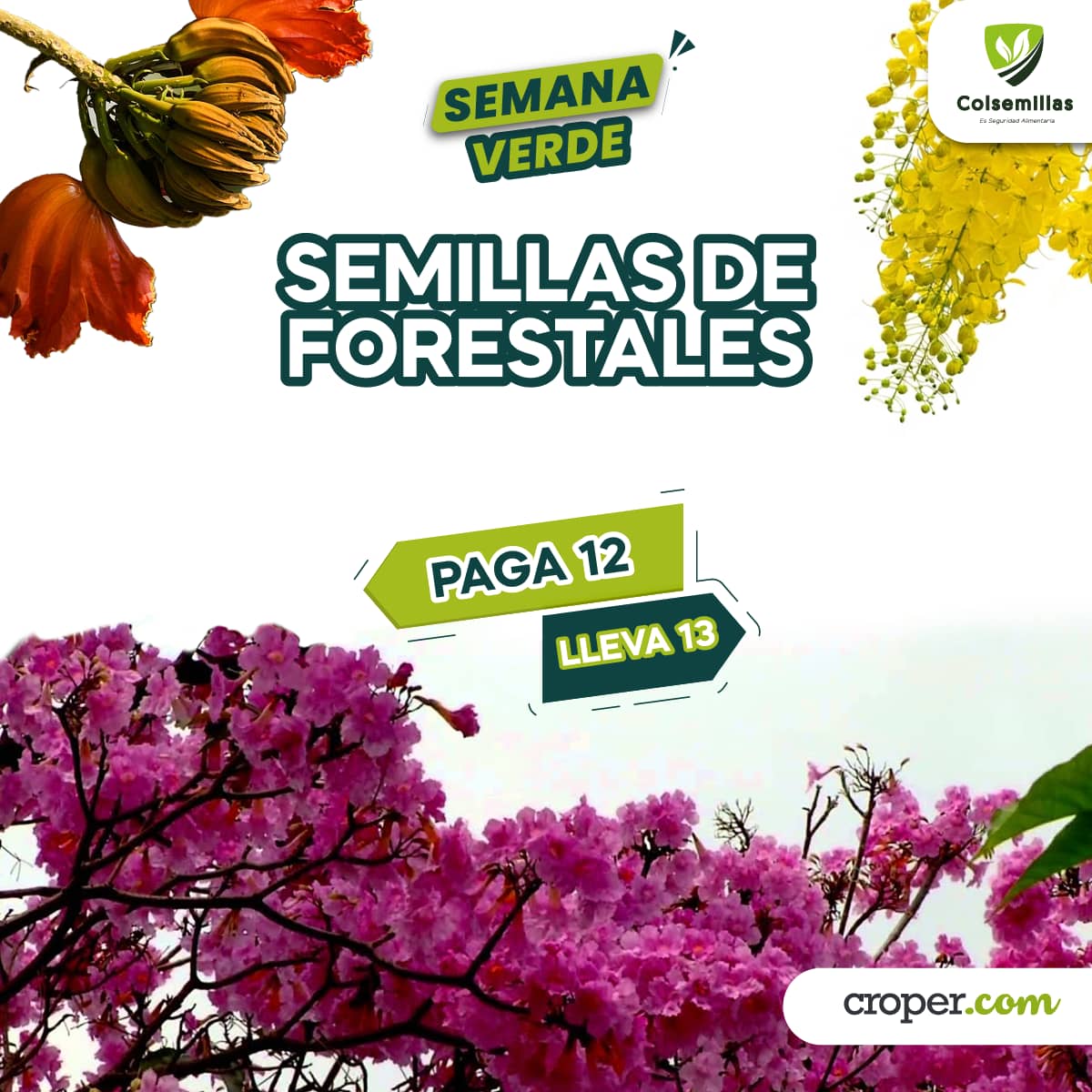 PROMOCI脫N Semillas de Forestales pague 12 Lleve 13