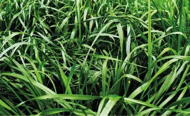 Semilla De Rye Grass Anual Aubade x 2 Lb
