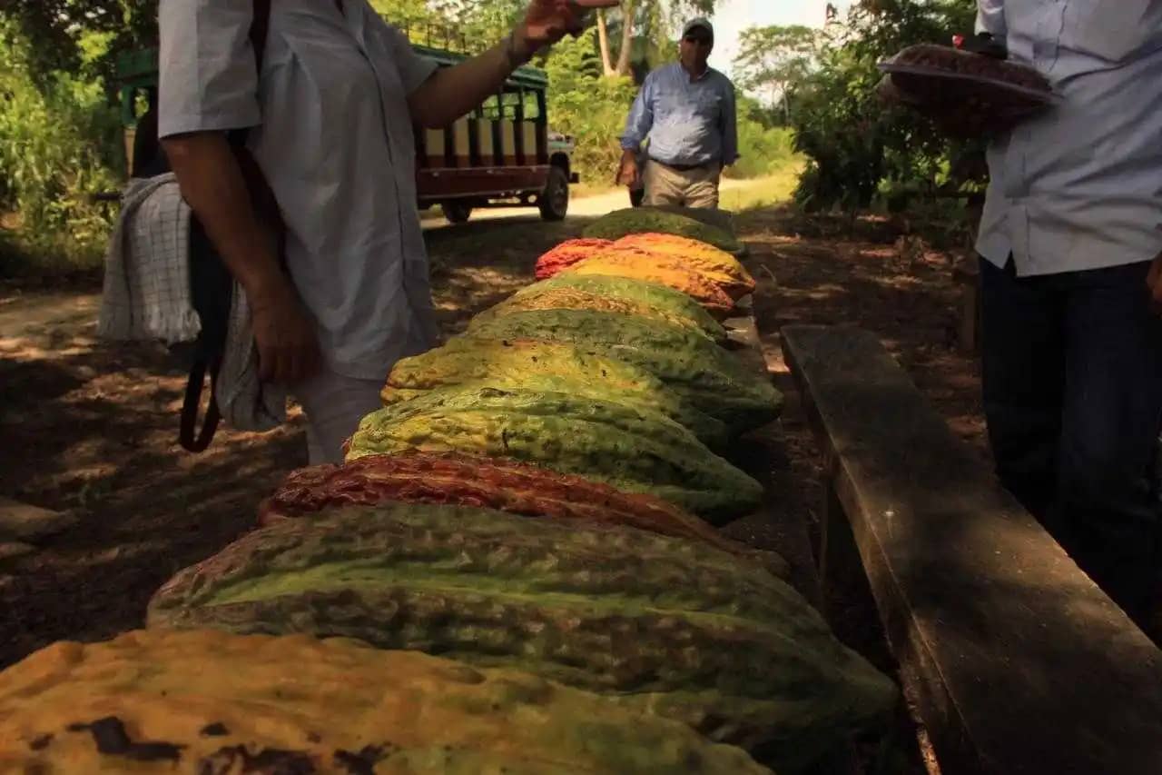 Cacao en grano por 50 Kilogramos - Fino y de Aroma