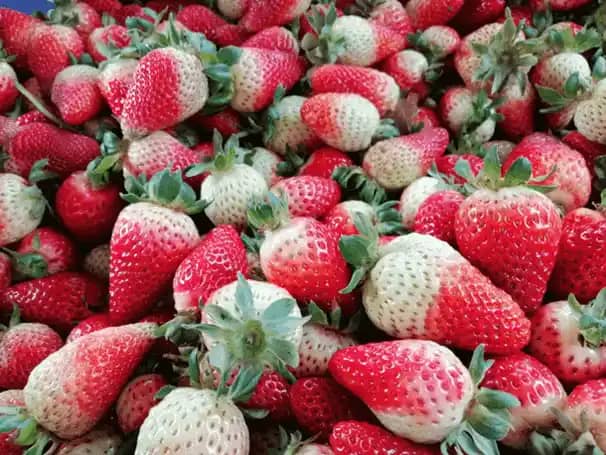 Fresas Frescas Benjamin X canastillas de 10 a 15 Kg