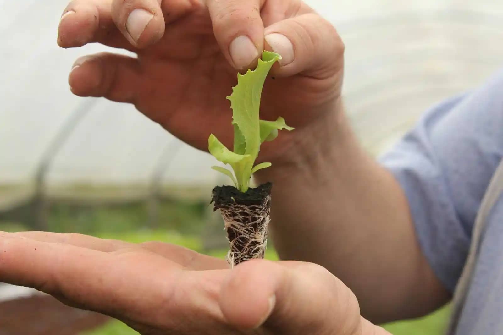 Plántula de Lechuga Crespa Verde: Cultivo Fresco y Saludable